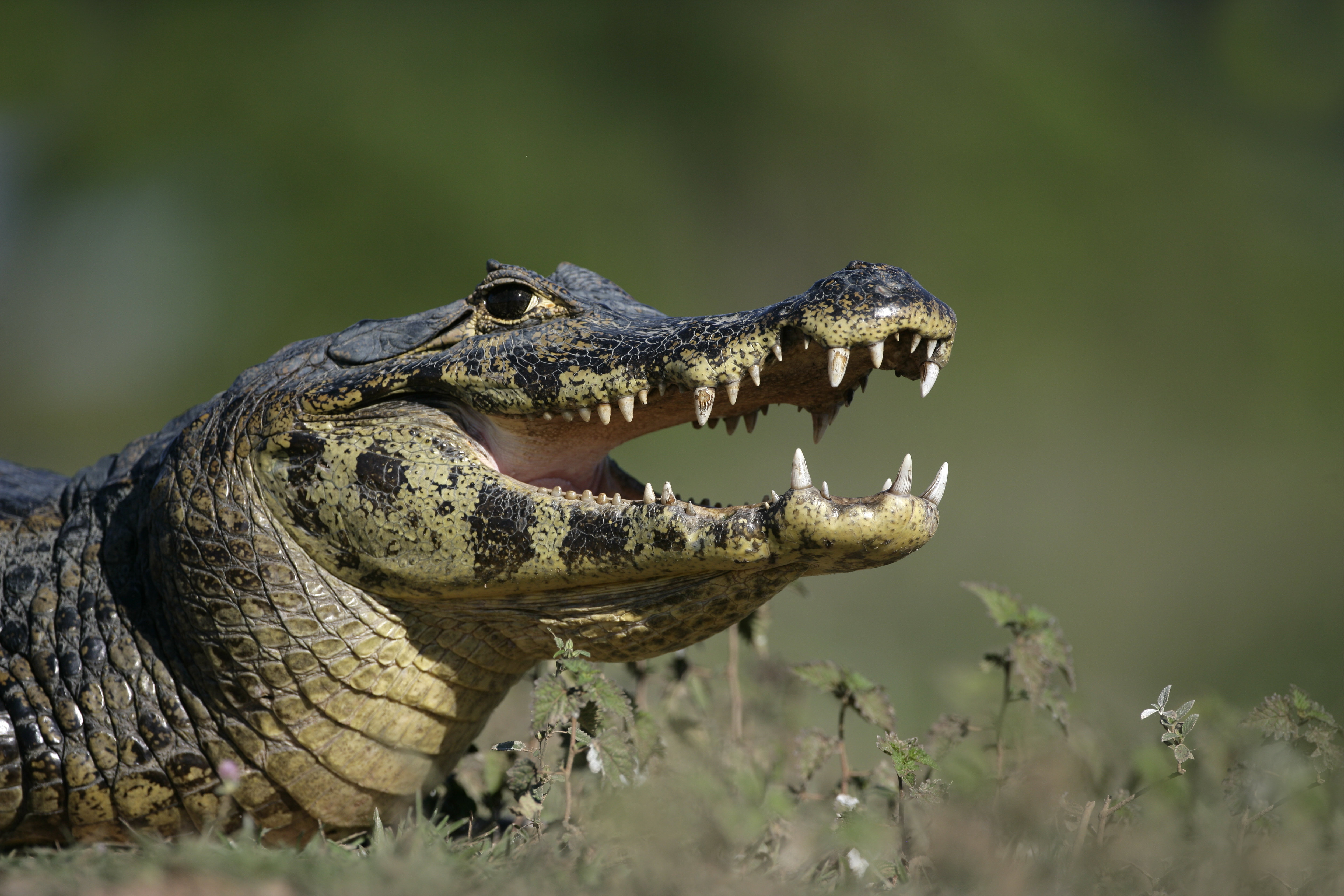 Spectacle Cayman Ebern Designs Spectacled Caiman by Mikelane - Wrapped Canvas Photograph ...