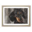 Portrait of a Dachshund Dog - Framed Print-56758385-56758380