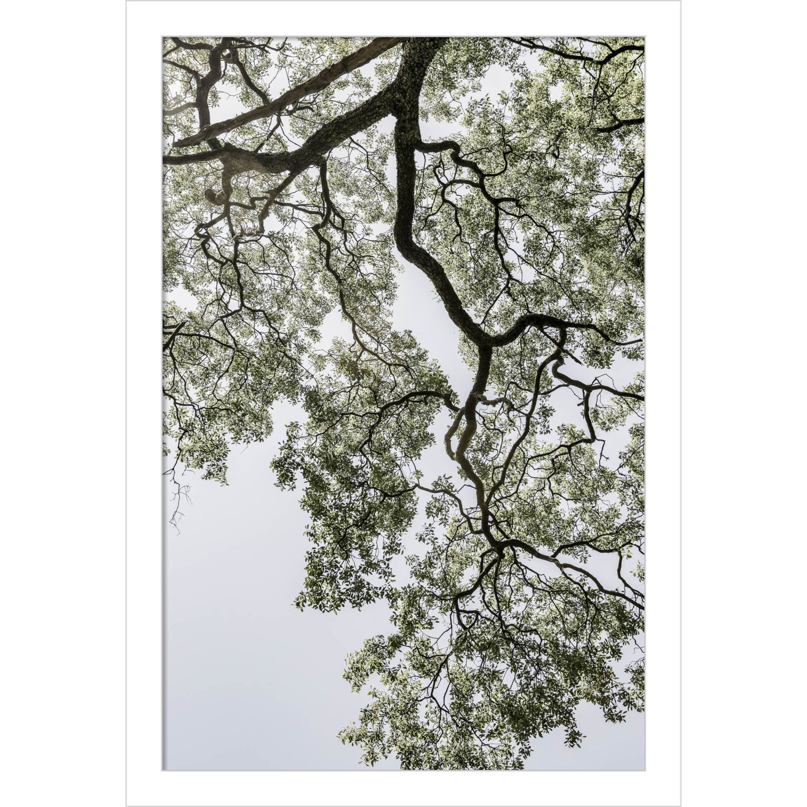 Pleasantville "Coastal Forest" Print, White, 17" H x 12" W