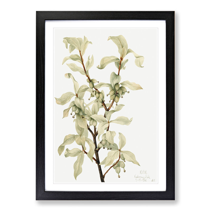 Silverberry by Mary Vaux Walcott - Framed Print, Black Framed, 65cm H x 48cm W x 2cm D