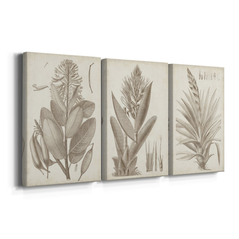 Sépia plantes exotiques I - Toile tendue avec châssis sur mesure - 3 pièces, H 27 po x l 54 po
