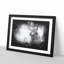 Highland Cow - Picture Frame Graphic Art Print-56863425-56863426