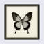 «Butterfly III BW», reproduction d'art graphique sur papier encadré