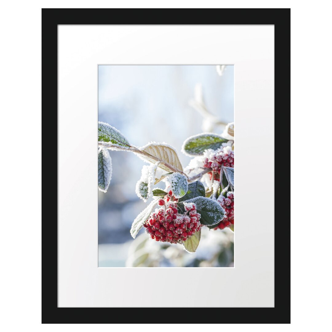 Gerahmtes Poster Vogelbeeren im Winter