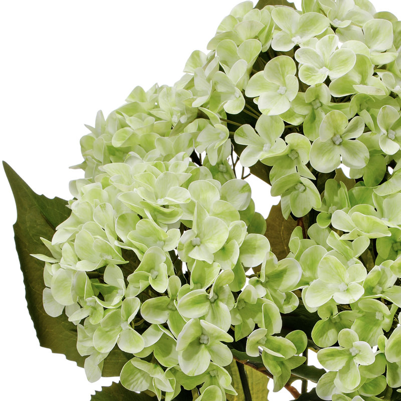Arrangement d'hortensias, touche naturelle, Vert