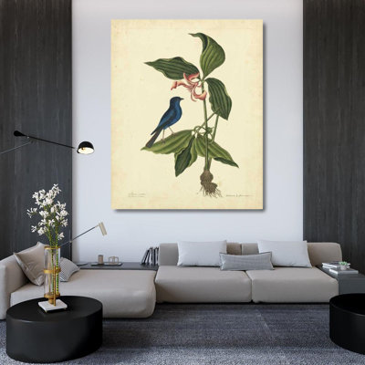 Red Barrel Studio® Catesby, Mark Gallery Wrapped Canvas Art Titled: Catesby Bird and Botanical IV