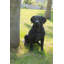 Statue Noble Labrador assis-1866029696