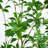 84'' Faux Pieris Tree in Pot Liner