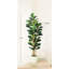 Plant-451260520