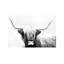 Highland Longhorn by Danita Delimont - Print on Canvas-1148486404-1172184302
