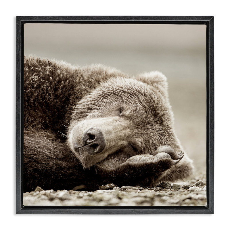 Art sur toile Cozy Sleeping Bear par Danita Delimont, Cadre flottant noir de jais, H 25 po x l 25 po
