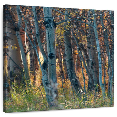 Harnek automne bouleau I