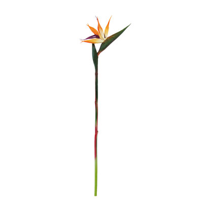 Tropical Bird of Paradise Orchids Stems