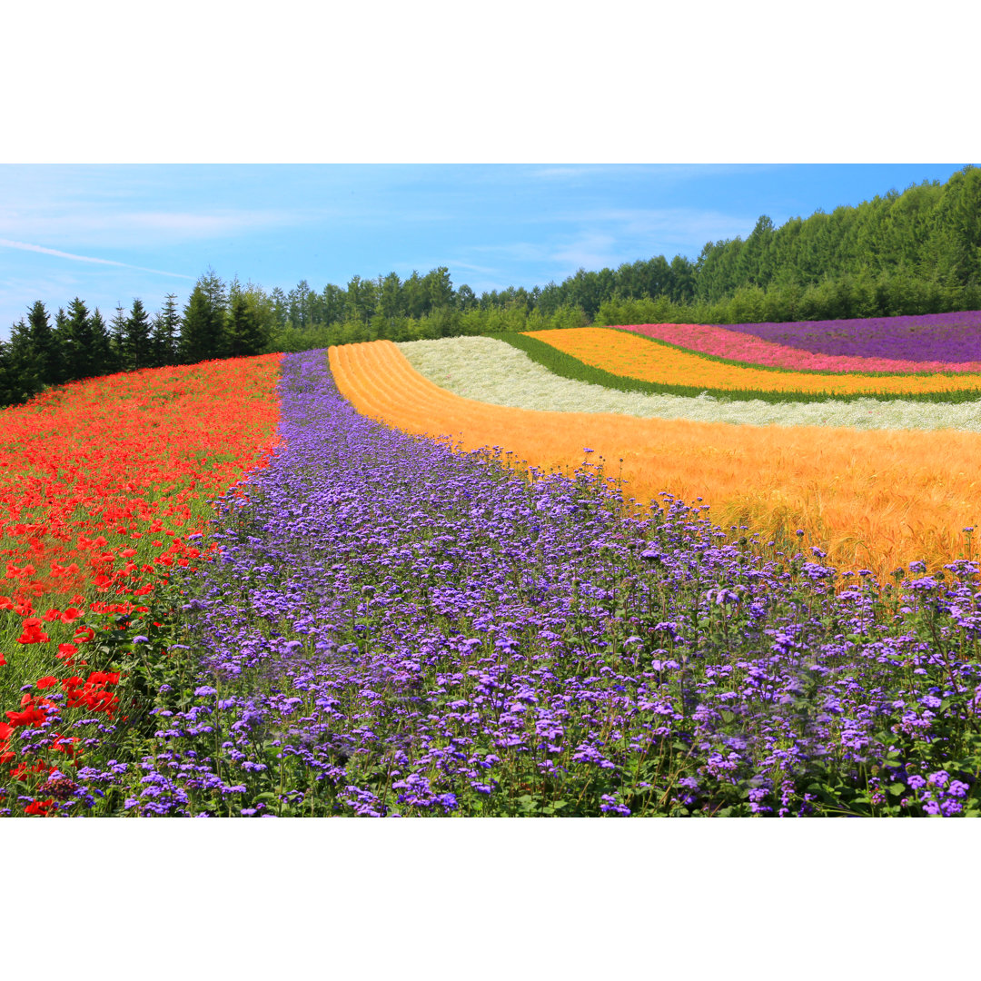 Hokkaido Summer Flower Fields von Mantaphoto - Druck auf Leinwand ohne Rahmen