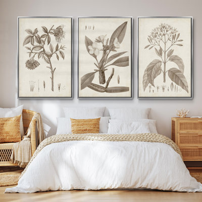 Antique Almond Botanical II - Ensemble de 3 reproductions de photos sur toile
