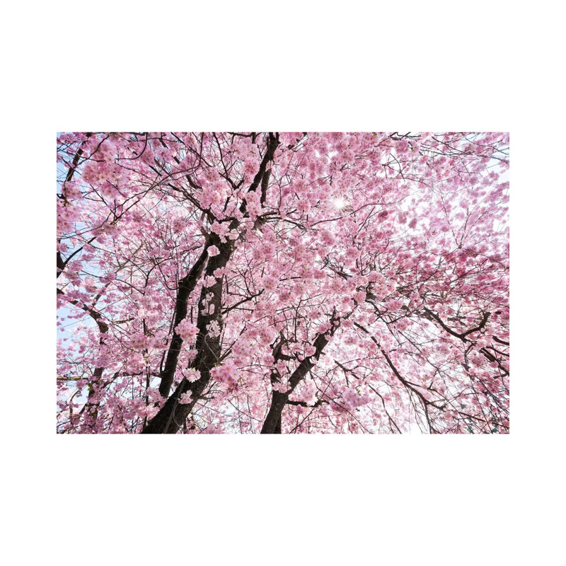 " Cherry Blossom " by Stefan Hefele, Wrapped Canvas, 12" H x 18" W x 1.5" D