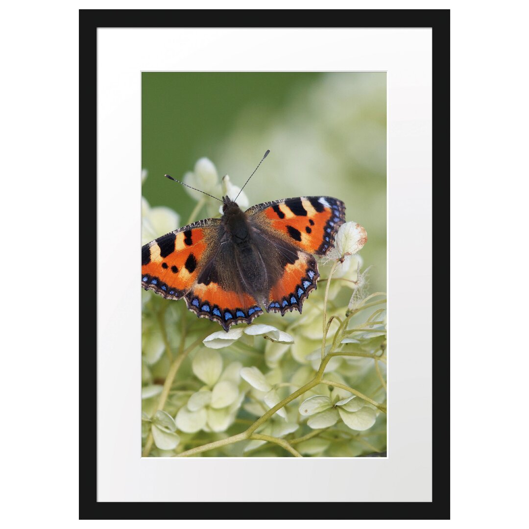 Gerahmtes Poster Schmetterling auf weißen Blüten