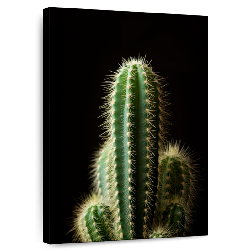 Cactus vert Harnek de près, H 51 po x l 34 po