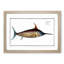 Swordfish - Picture Frame Art Prints-55616842-55616845