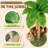 Denasia Cat Scratching Post-937880695