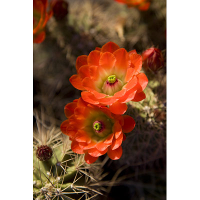 Pair of Bright Orange 1 Piece Wrapped Canvas Wall Art