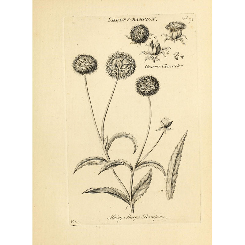 Botanique 21, H 24 po x l 16 po x P 1,25 po