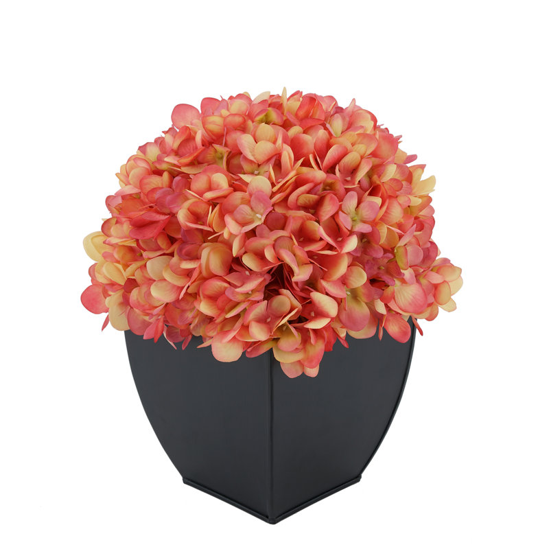 Arrangement floral hortensia en pot, Corail