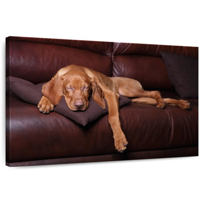 Brampt Sleeping Vizla Dog