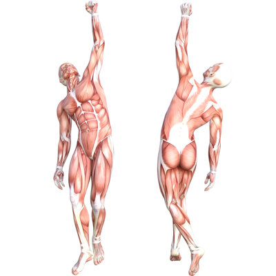 Muscular System Cardup Standup