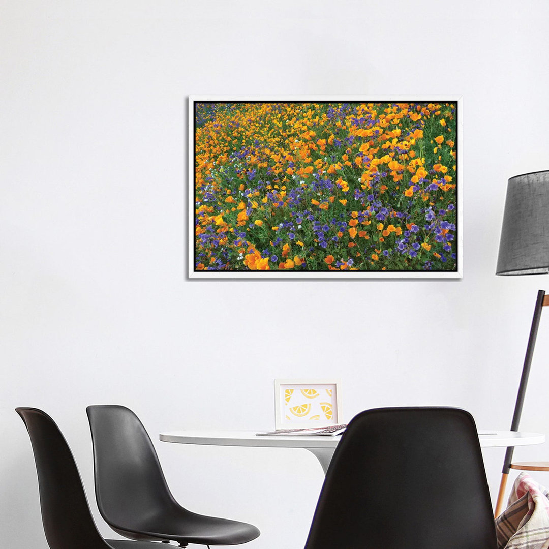 Kalifornischer Mohn und Wüstenblumen, Antelope Valley, Kalifornien III von Tim Fitzharris - Galerie-verpackte Leinwand G...