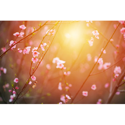 Cherry Blossomb - Wrapped Canvas Print