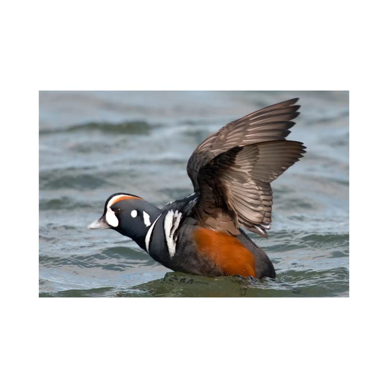 Harlequin Duck Male Taking Flight, Barnegat Light, New Jersey by Steve Gettle - Wrapped Canvas Print, 20.32 cm H x 30.48 cm W