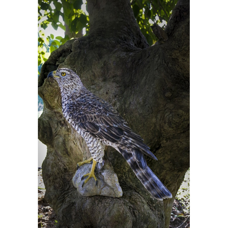 GOSHAWK DU NORD DEBOUT SUR UNE STATUE DE ROCHE