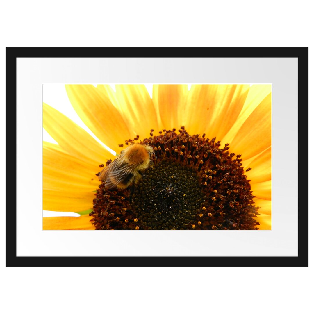 Gerahmtes Poster Biene auf Sonnenblume