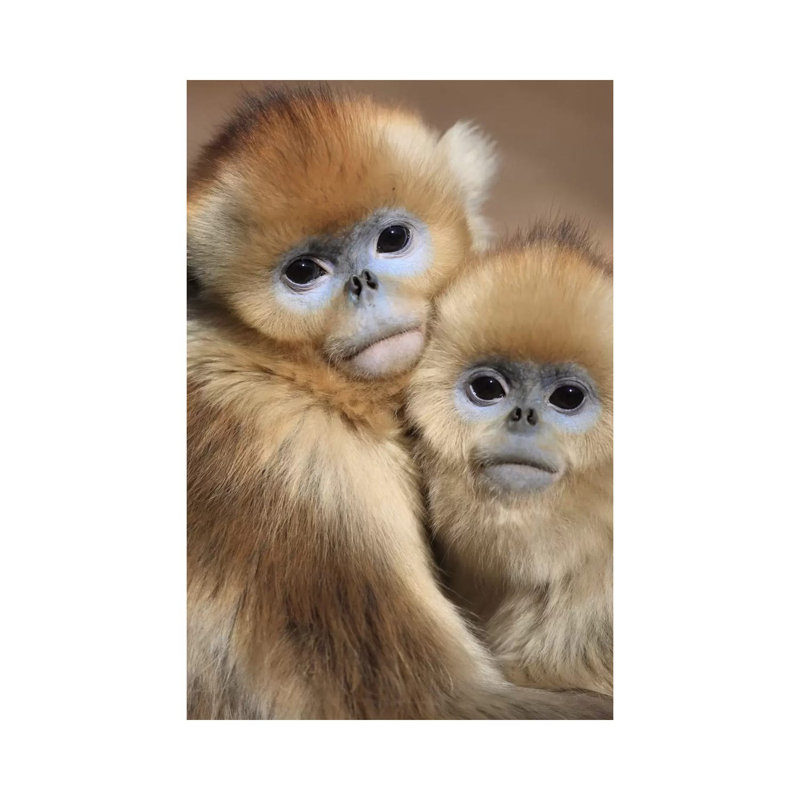 Golden Snub-Nosed Monkey Juveniles Huddled Up Against Each Other To Keep Warm, Qinling Mountains, China by Cyril Ruoso - Wrapped Canvas Gallery-Wrapped Canvas Giclée