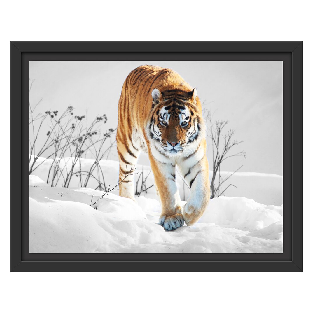 Gerahmtes Wandbild Großer wilder TigerSchnee