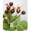 Artificial Montana Rose Hip 23.5"-1231080858-1231080859