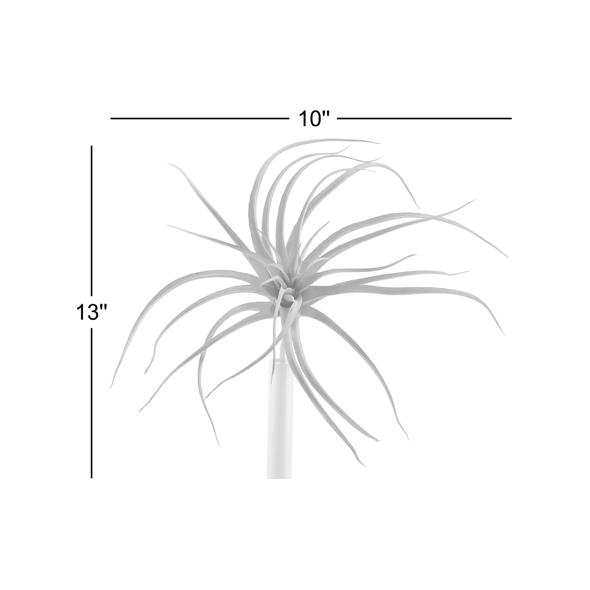 Tilandsia Stem