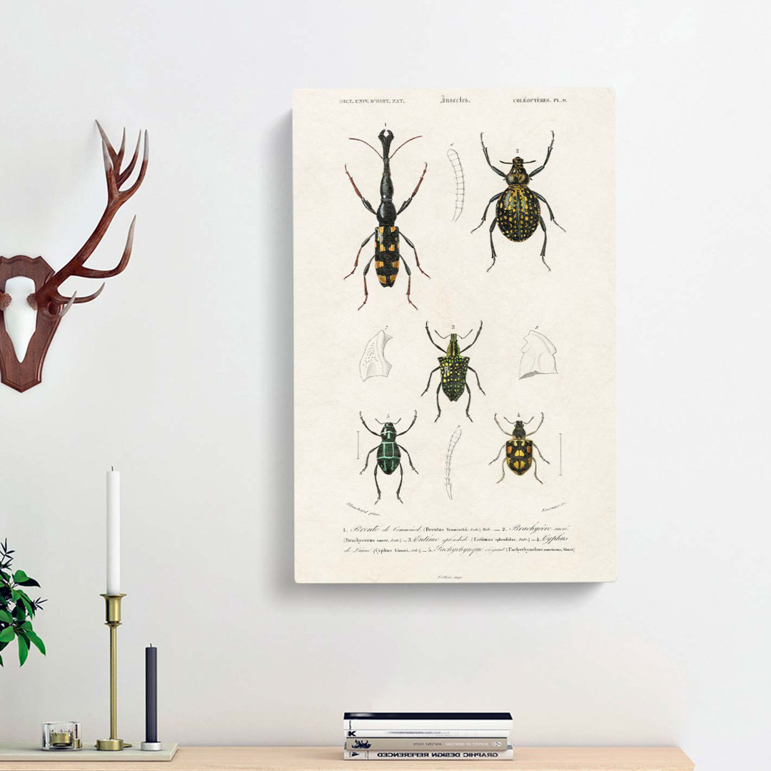 Beetle Illustrations PL. 9 by Charles D Orbigny - Wrapped Canvas