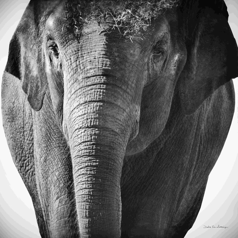 Elephant I No Border - Photographie sur toile tendue, H 12 po x l 12 po, Non, Cadre flottant noir