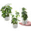 Ensemble de 3 plantes à feuillage artificiel dans un vase