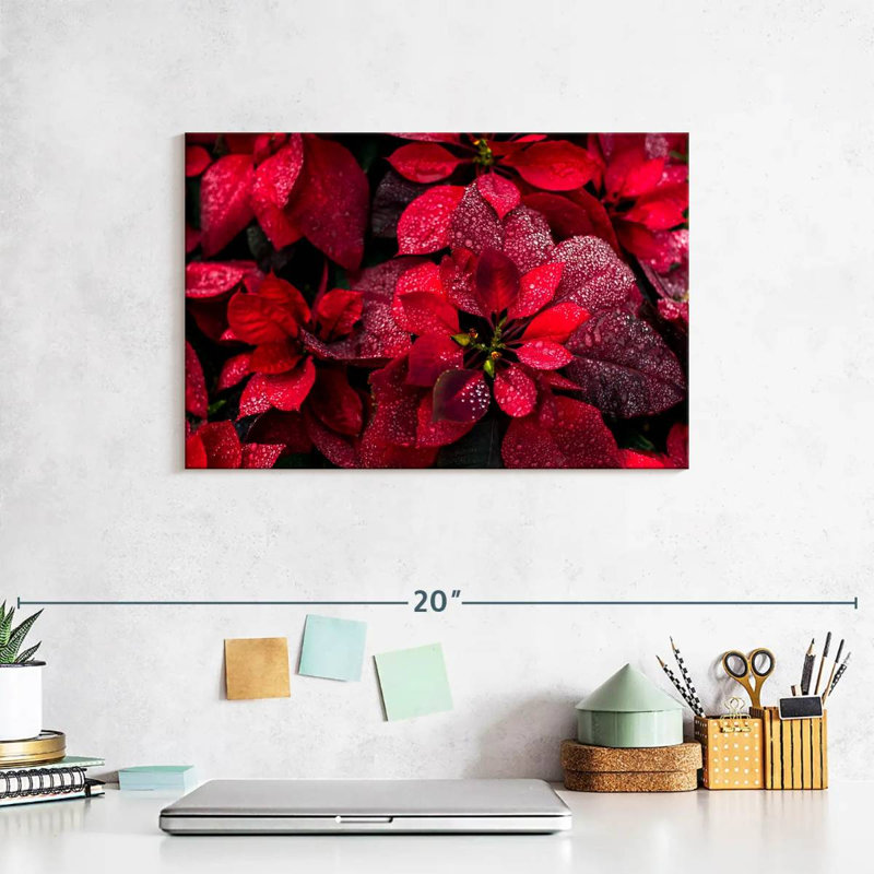 Harnek Dewy Poinsettia, H 8 po x l 12 po