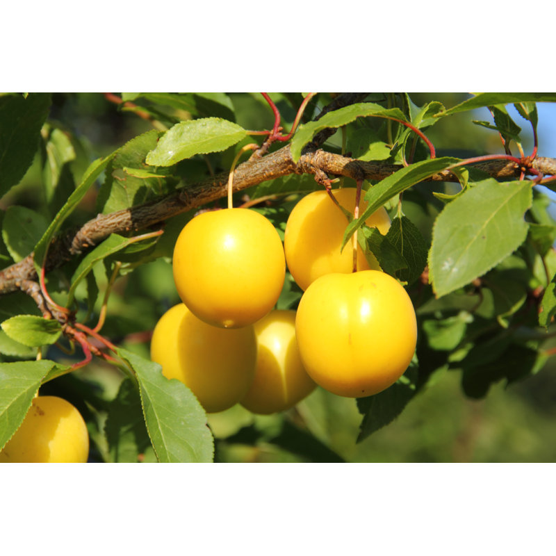 Yellow Mirabelle Prunus Cerasifera Plums by Pejft, 8'' H x 12'' W