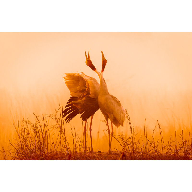 Calling In The Wild by Vins_m - Wrapped Canvas Print, 20cm H x 30cm W x 3.8cm D