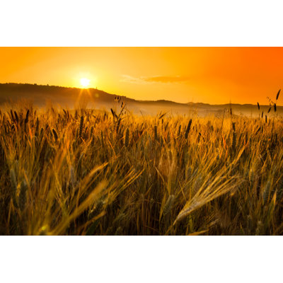 " Wheat Field " by Zonecreative