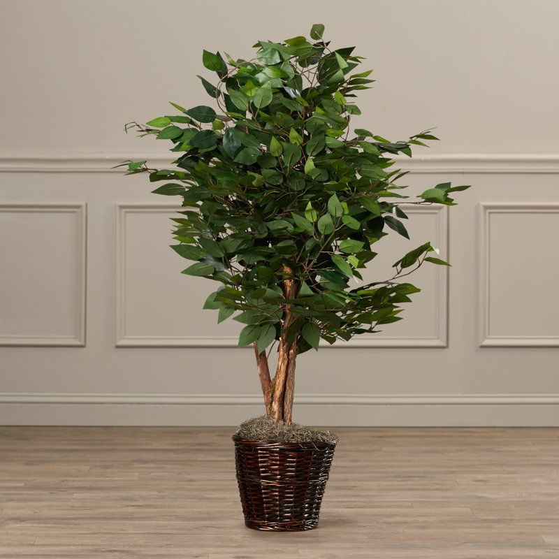 Ficus naturel en pot Kidwelly
