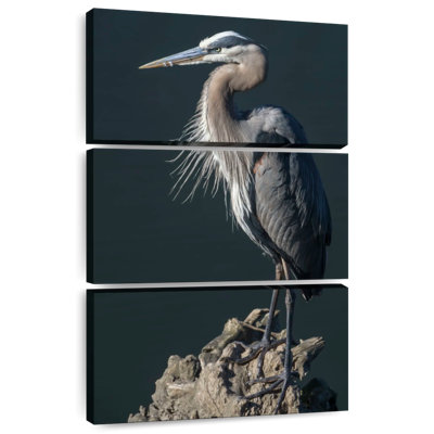 Brampt Great Blue Heron Bird
