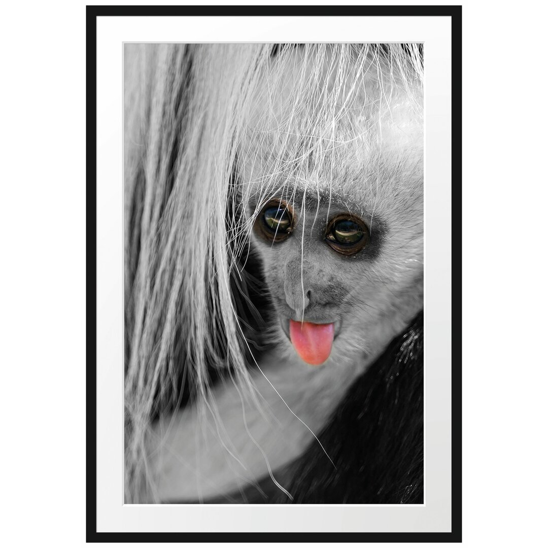 Gerahmtes Poster Bildschönes Colobus-Äffchen