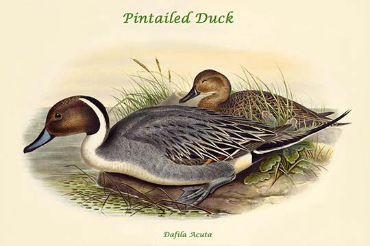« dafila acuta pintailed duck » par john gould, impression, H 24 po x l 36 po x P 1,5 po