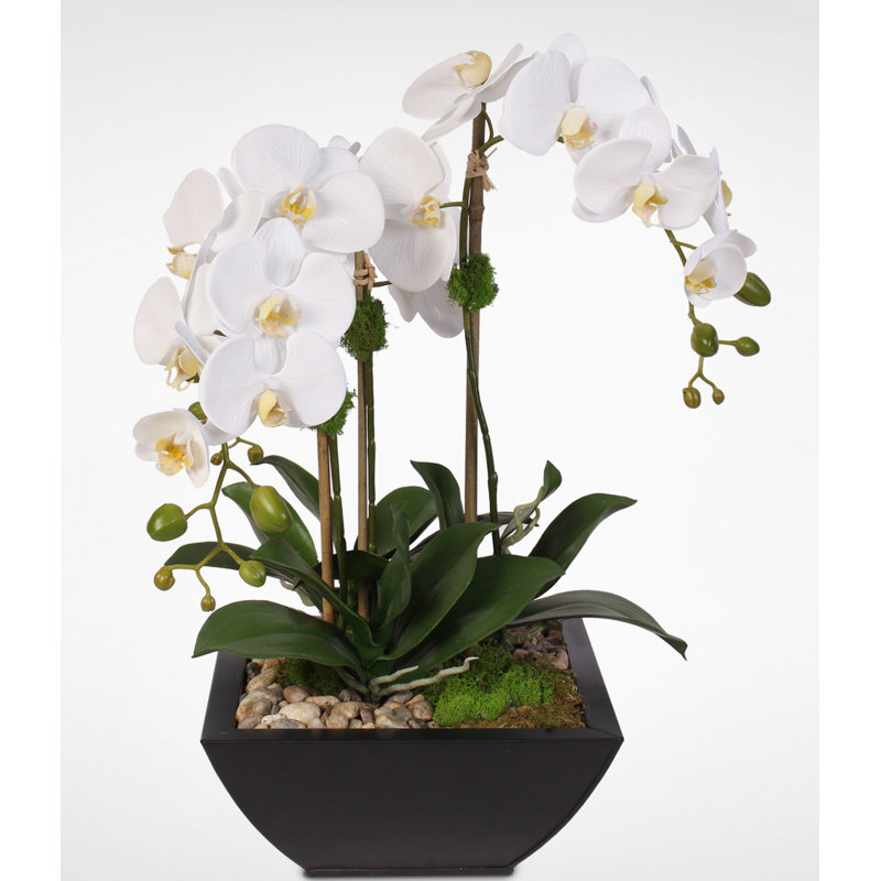 Arrangement floral orchidées en pot